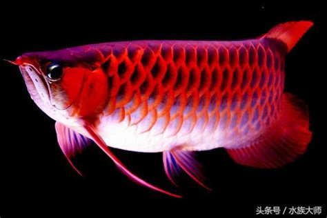 龍魚生病|魚生病了怎麼辦？5幾種常見的觀賞魚疾病